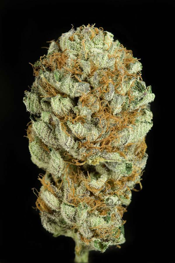 Dinafem - Blue Kush (fem.)