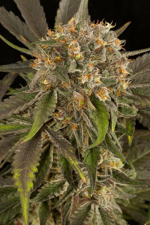 Dinafem - Blue Kush (fem.)
