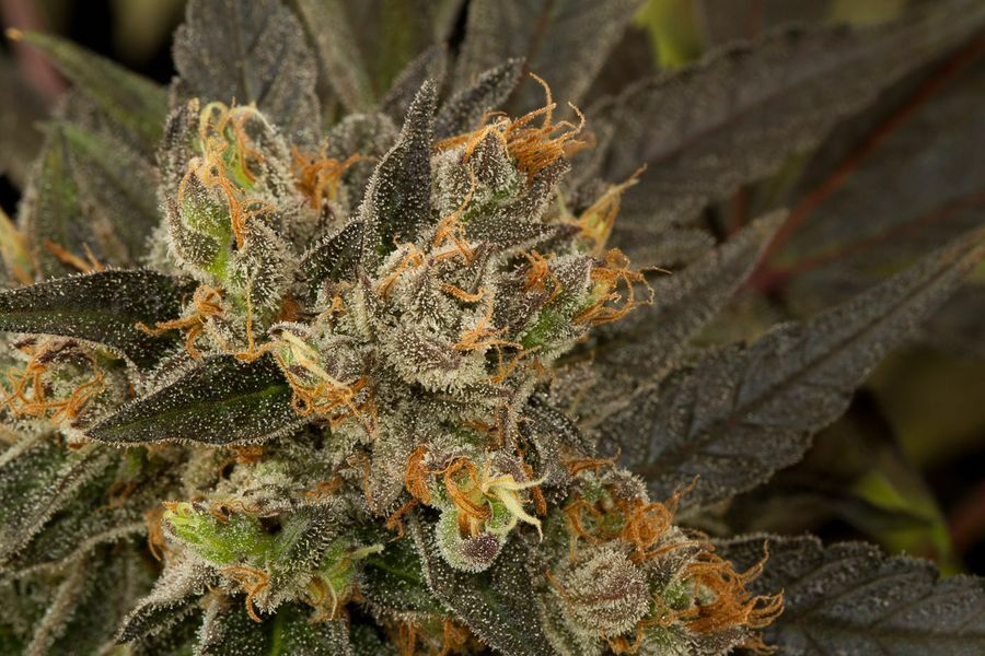 Dinafem - Blue Kush (fem.)