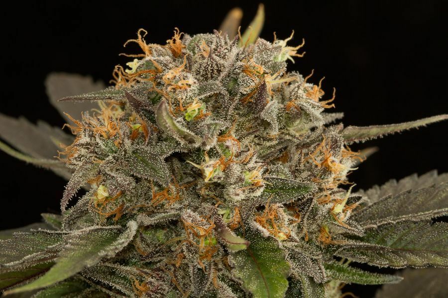 Dinafem - Blue Kush (fem.)