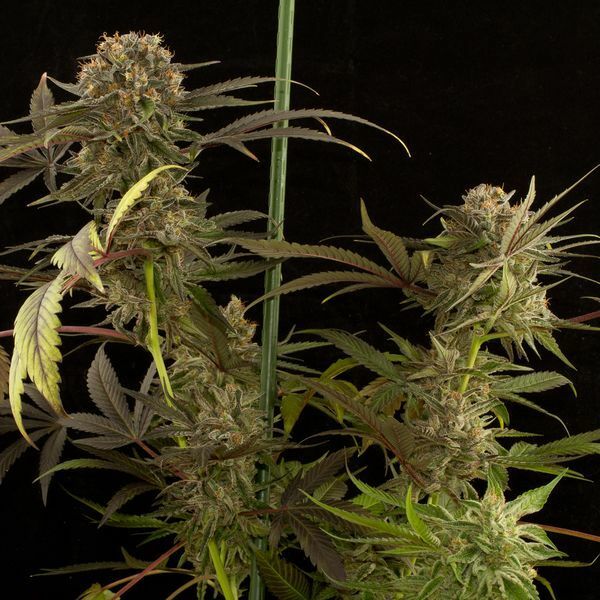 Dinafem - Blue Kush (fem.)