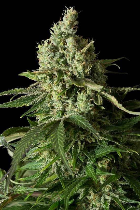 Dinafem - Moby Dick CBD (fem.)