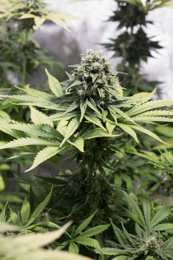 Dinafem - Moby Dick CBD (fem.)