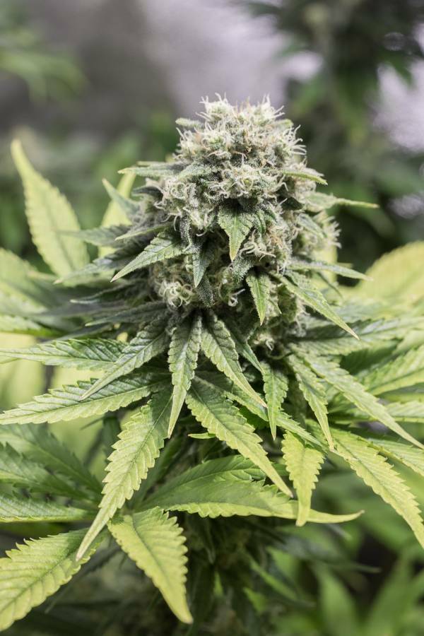 Dinafem - Moby Dick CBD (fem.)