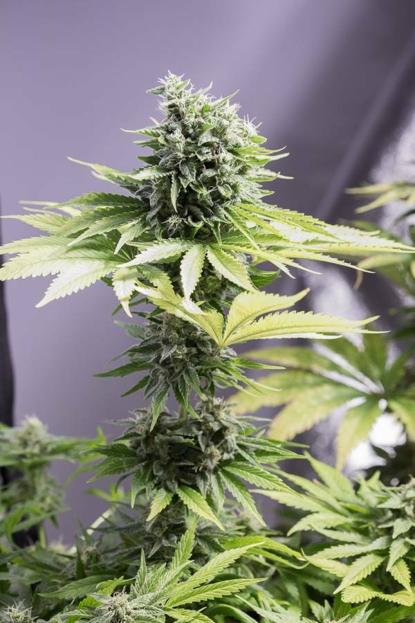 Dinafem - Moby Dick CBD (fem.)