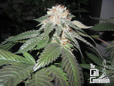 The Cali Connection - Julius Caesar (fem.) 🇺🇸 03420