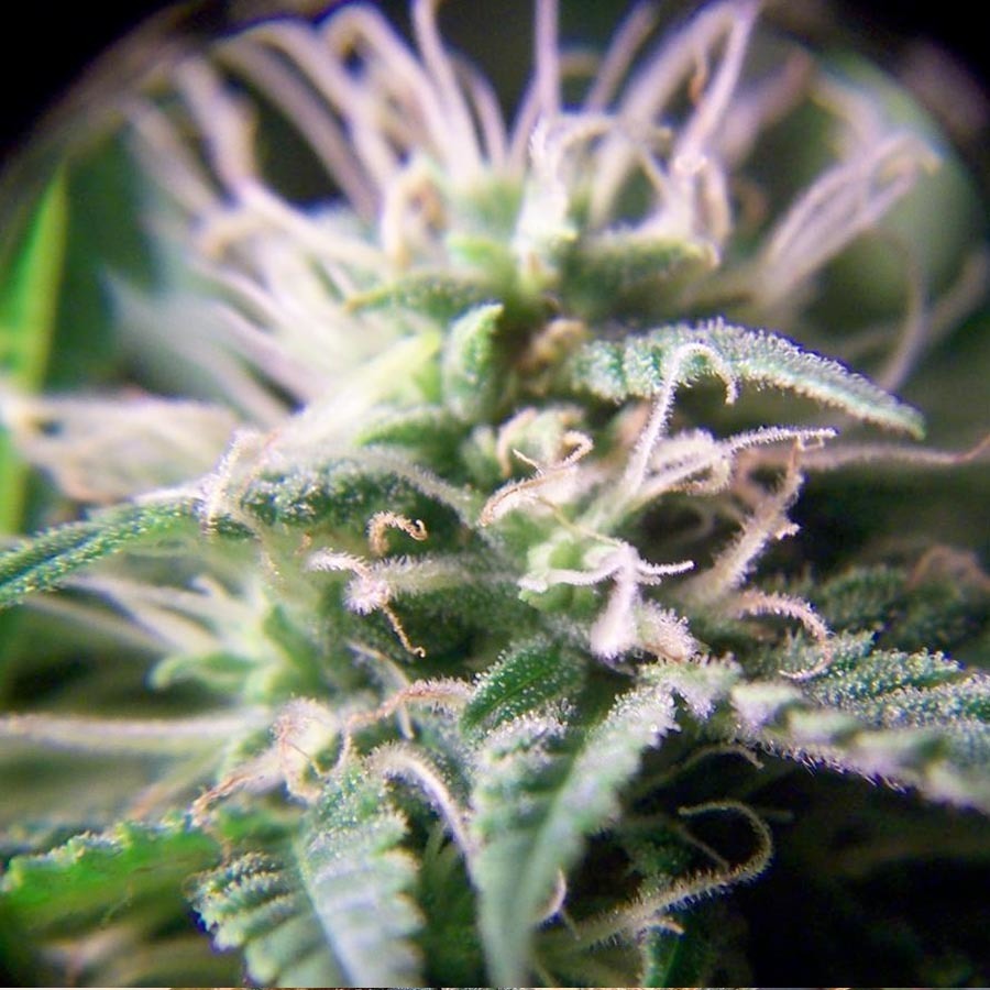 Female Seeds - Purple Maroc (fem.)