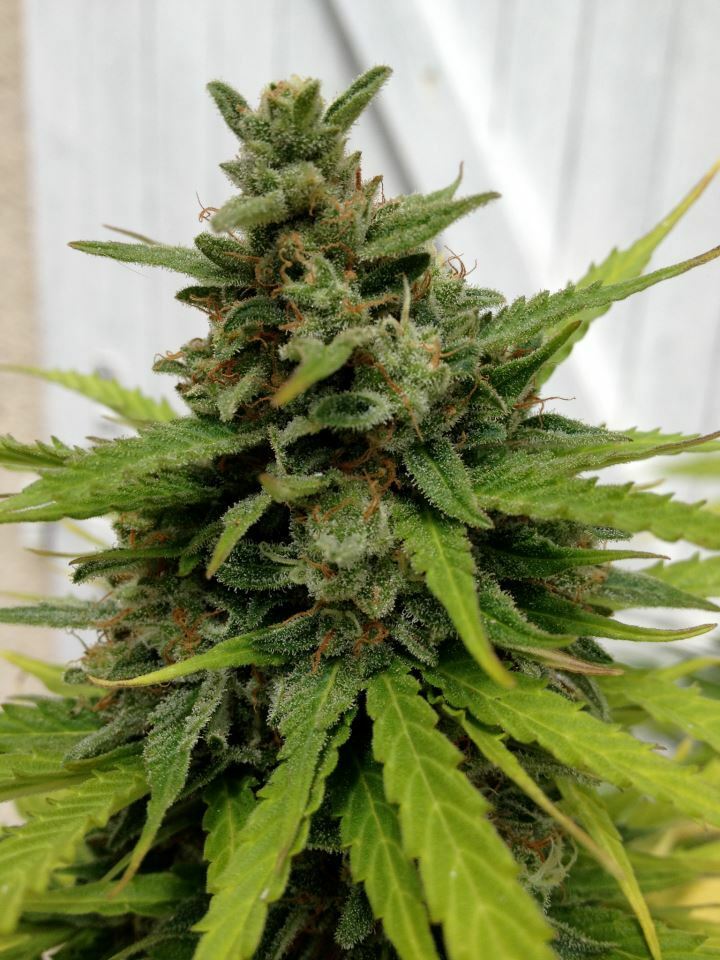 Female Seeds - Auto Critical (auto/fem.)