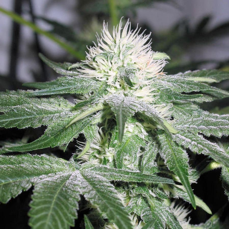 Female Seeds - Ice (fem.)