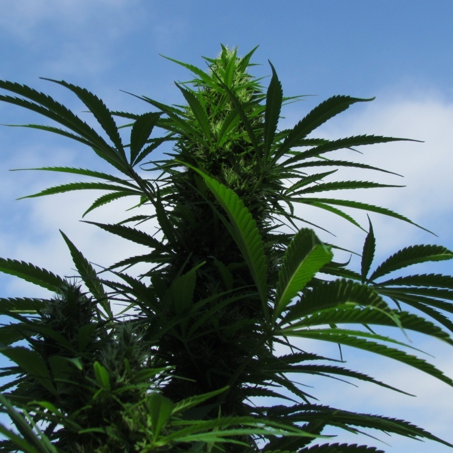 Female Seeds - Outdoor C99 (X-Line)