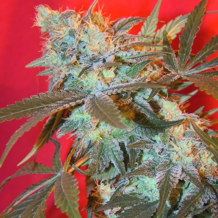 Female Seeds - Iced Widow (fem.)