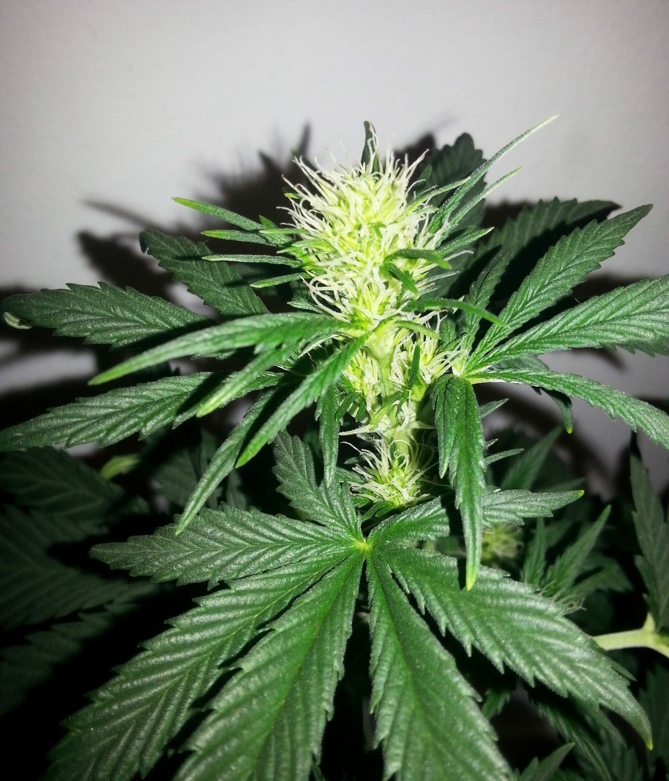 Female Seeds - Auto AK (auto/fem.)