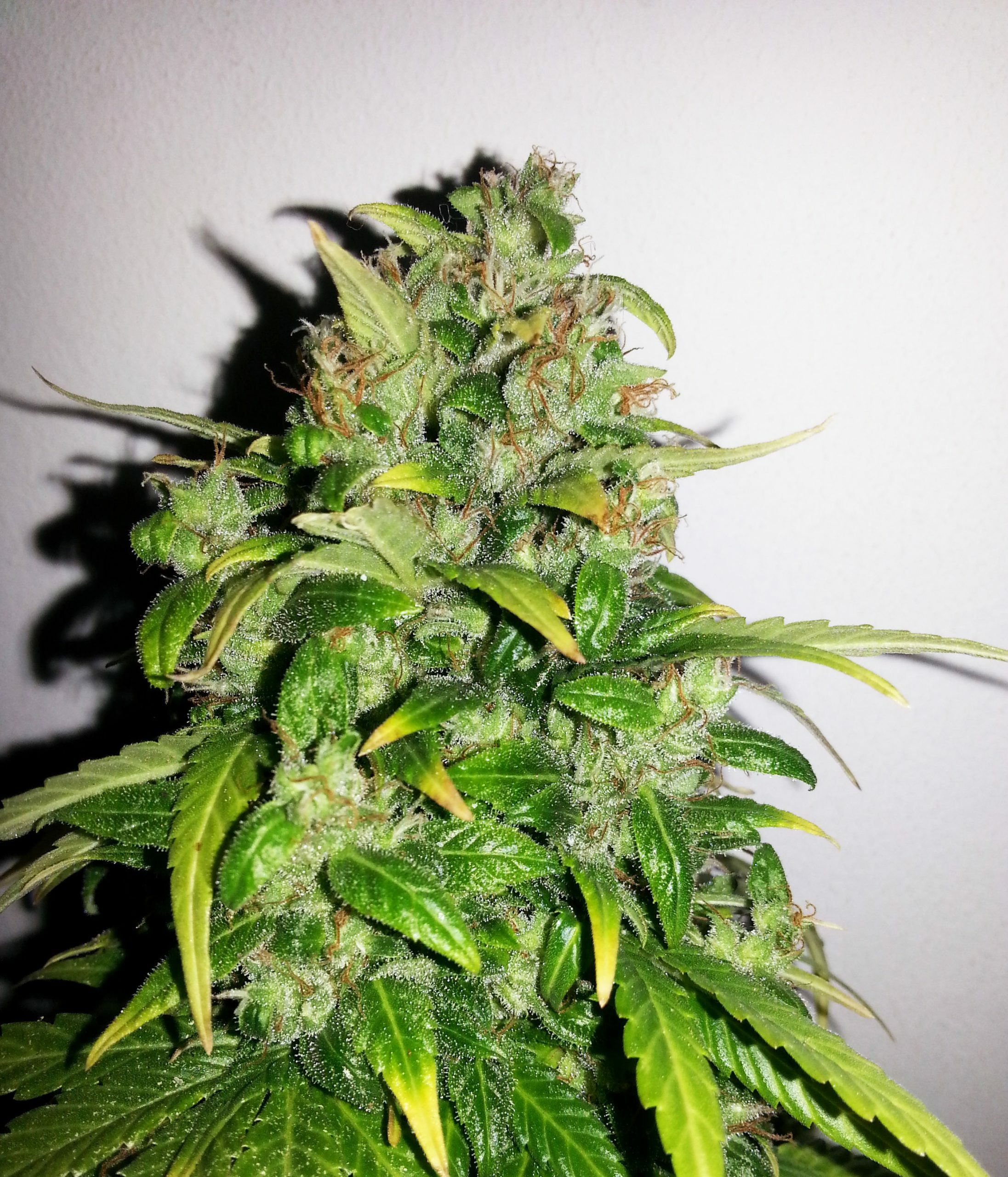 Female Seeds - Auto AK (auto/fem.)