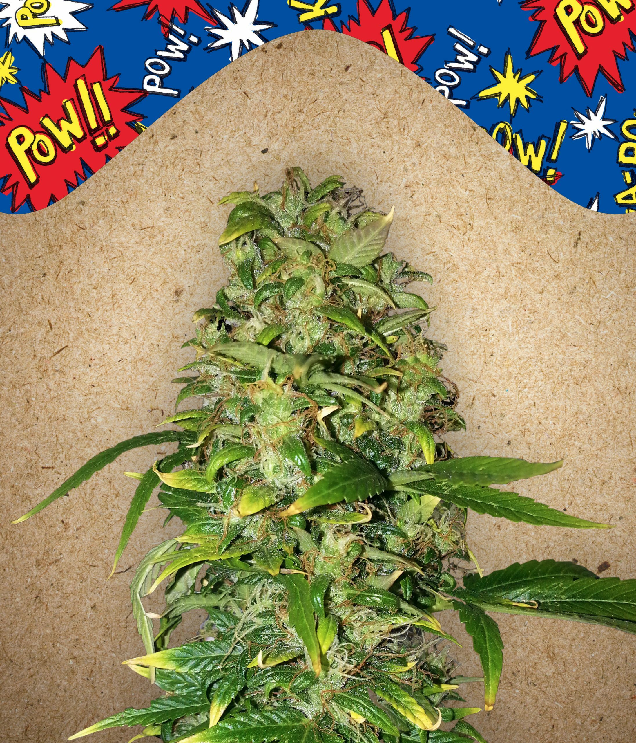 Female Seeds - Auto AK (auto/fem.)