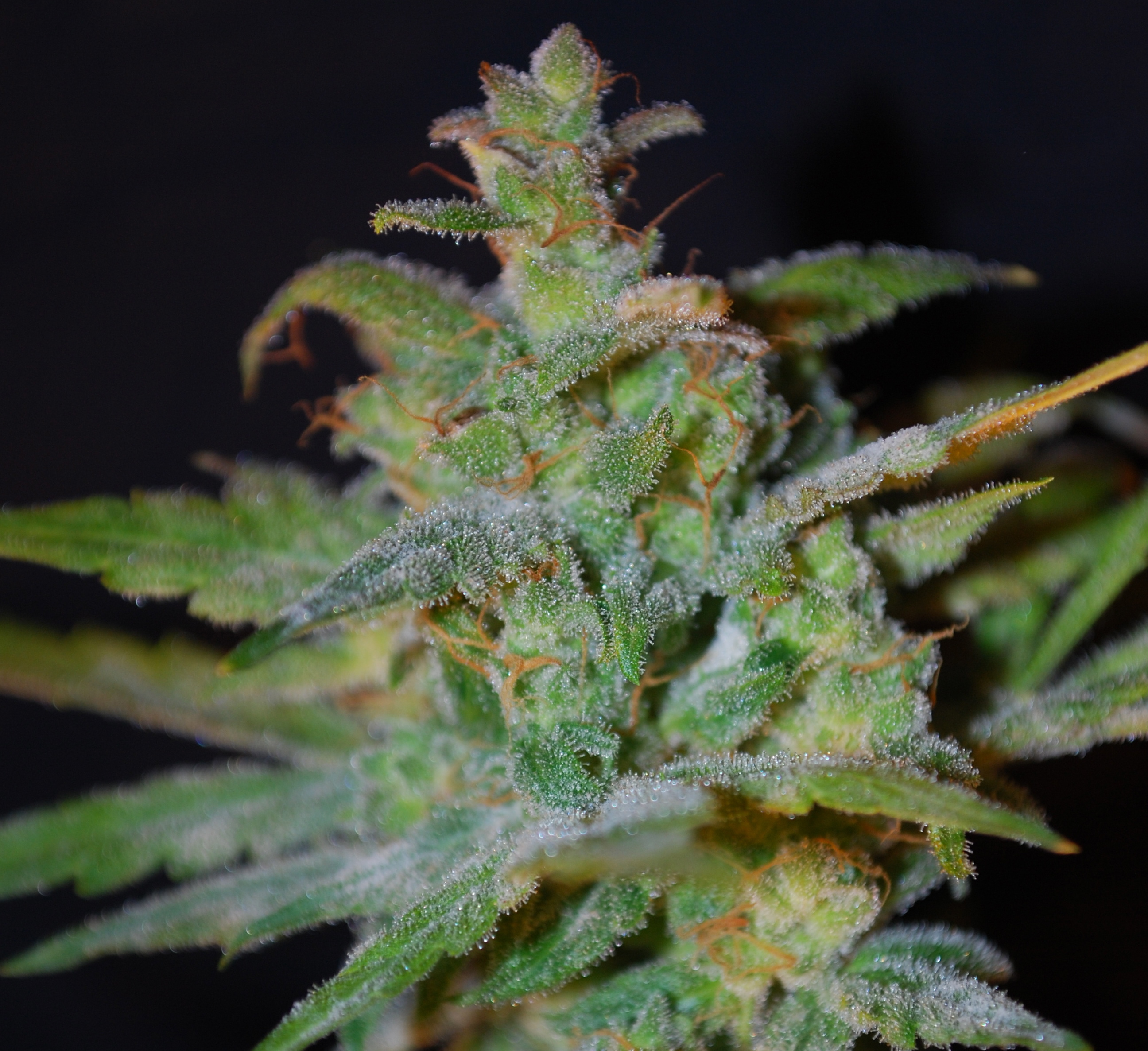 Female Seeds - Auto AK (auto/fem.)