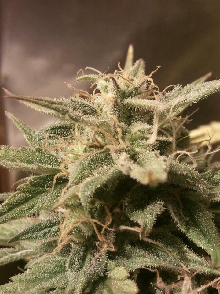 Female Seeds - Auto Bubble (auto/fem.)