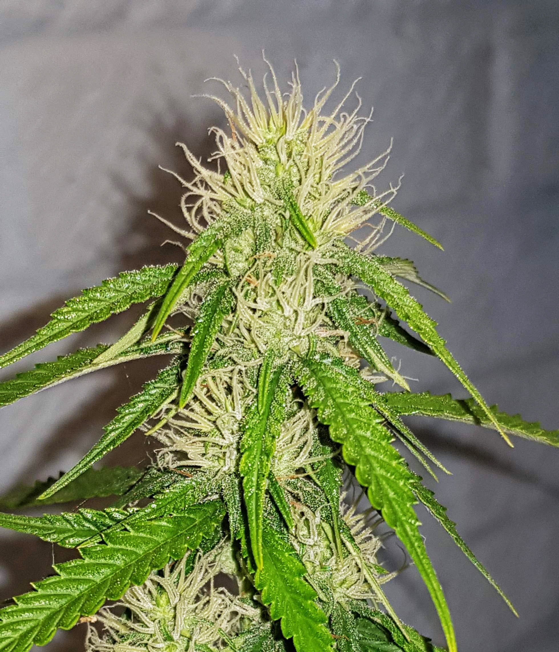 Female Seeds - Auto Bubble (auto/fem.)