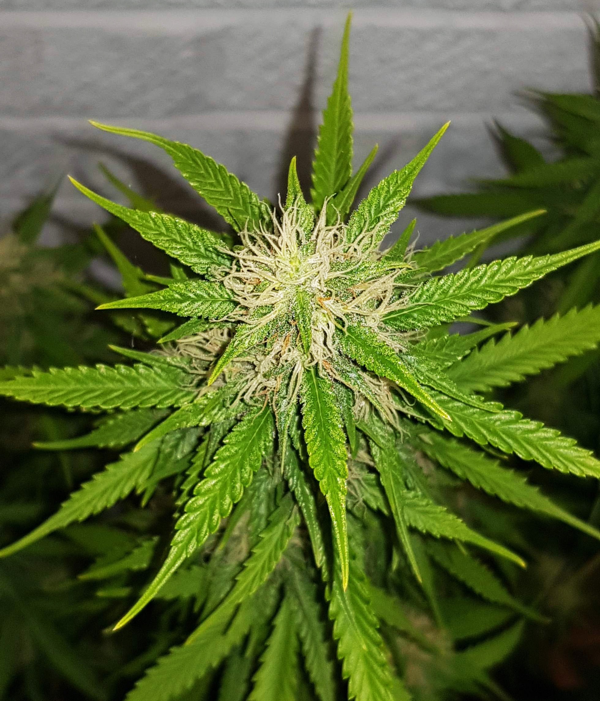 Female Seeds - Auto Bubble (auto/fem.)