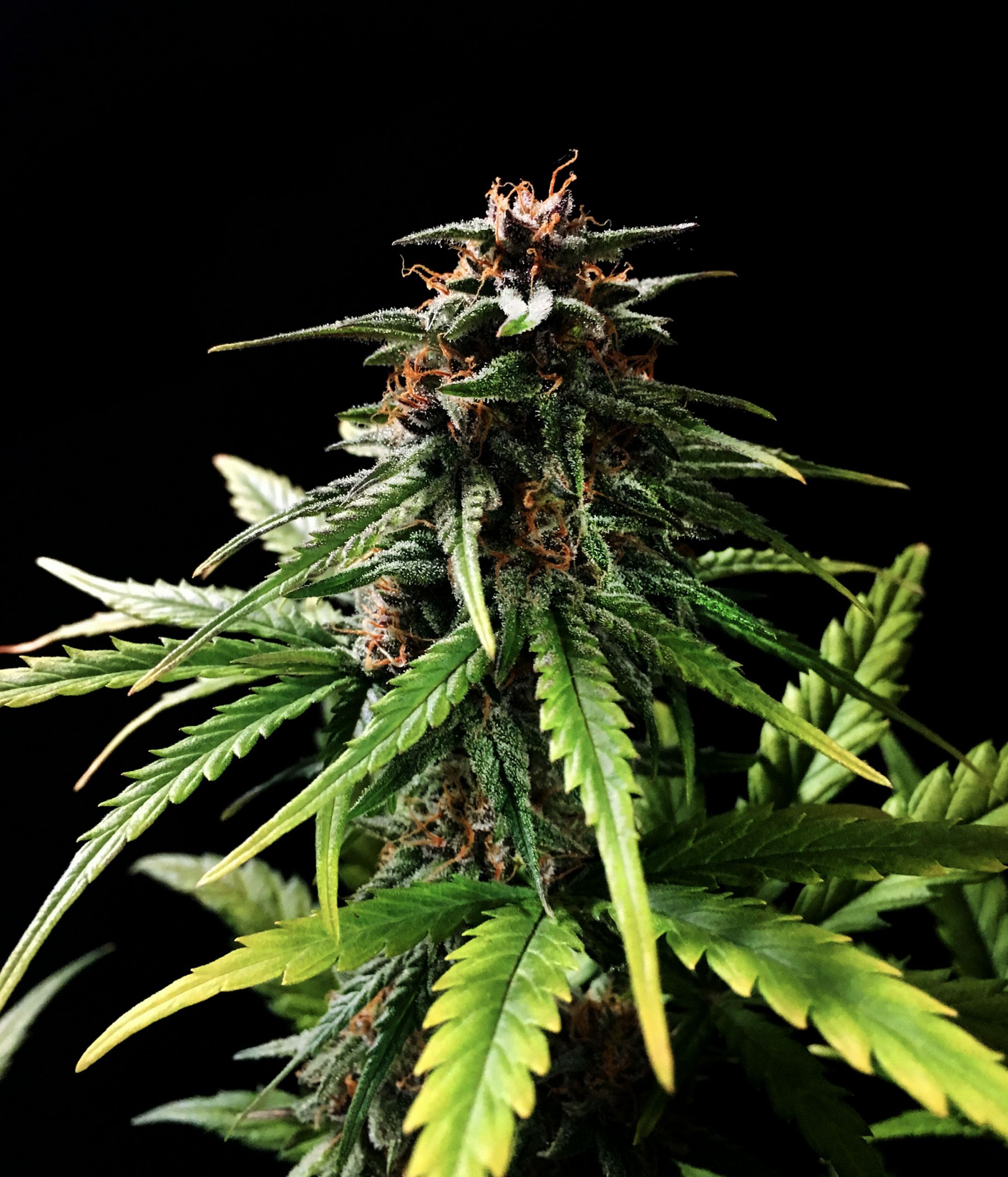 Female Seeds - Auto Speed Bud (auto/fem.)