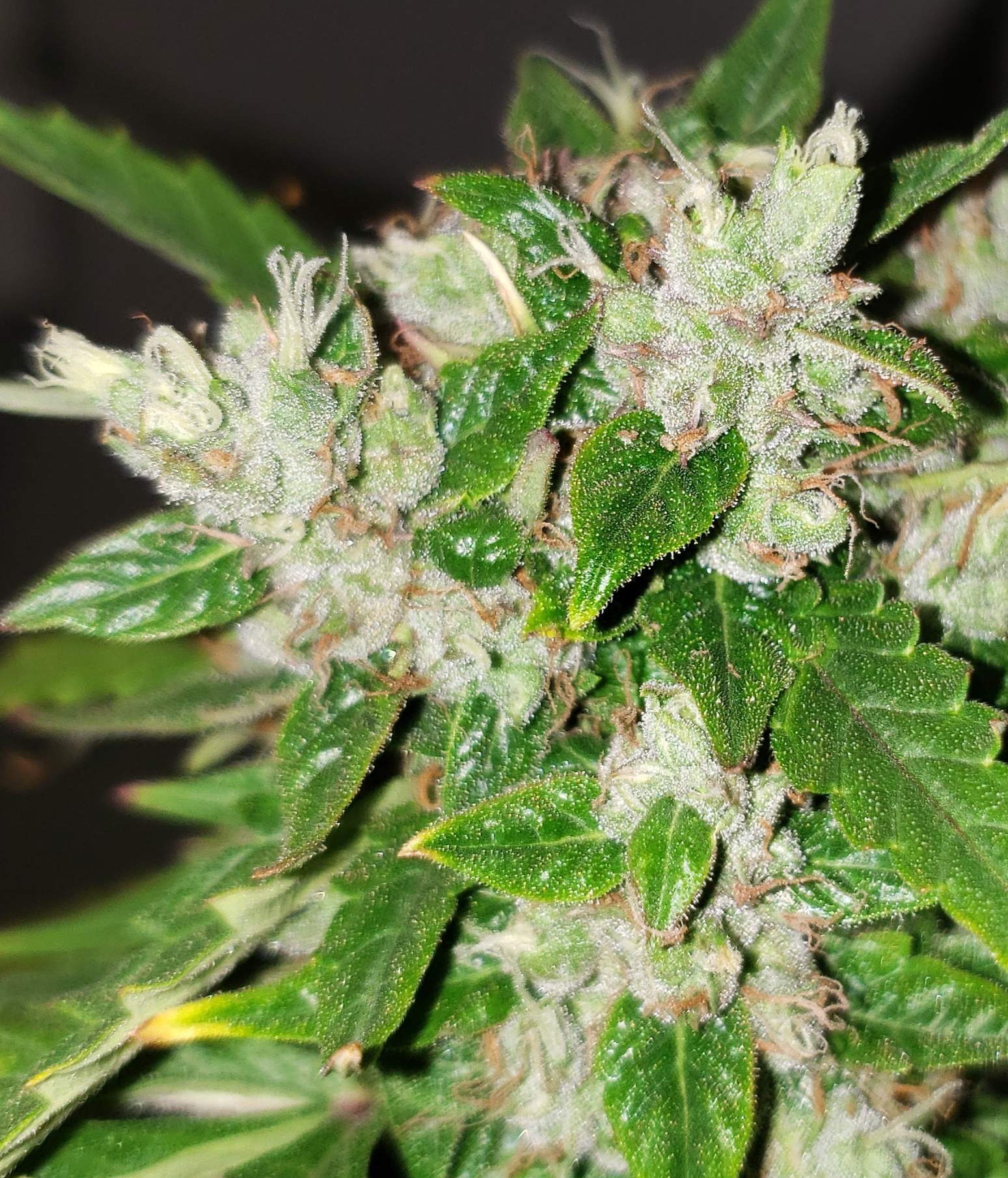 Female Seeds - Auto Bubble (auto/fem.)