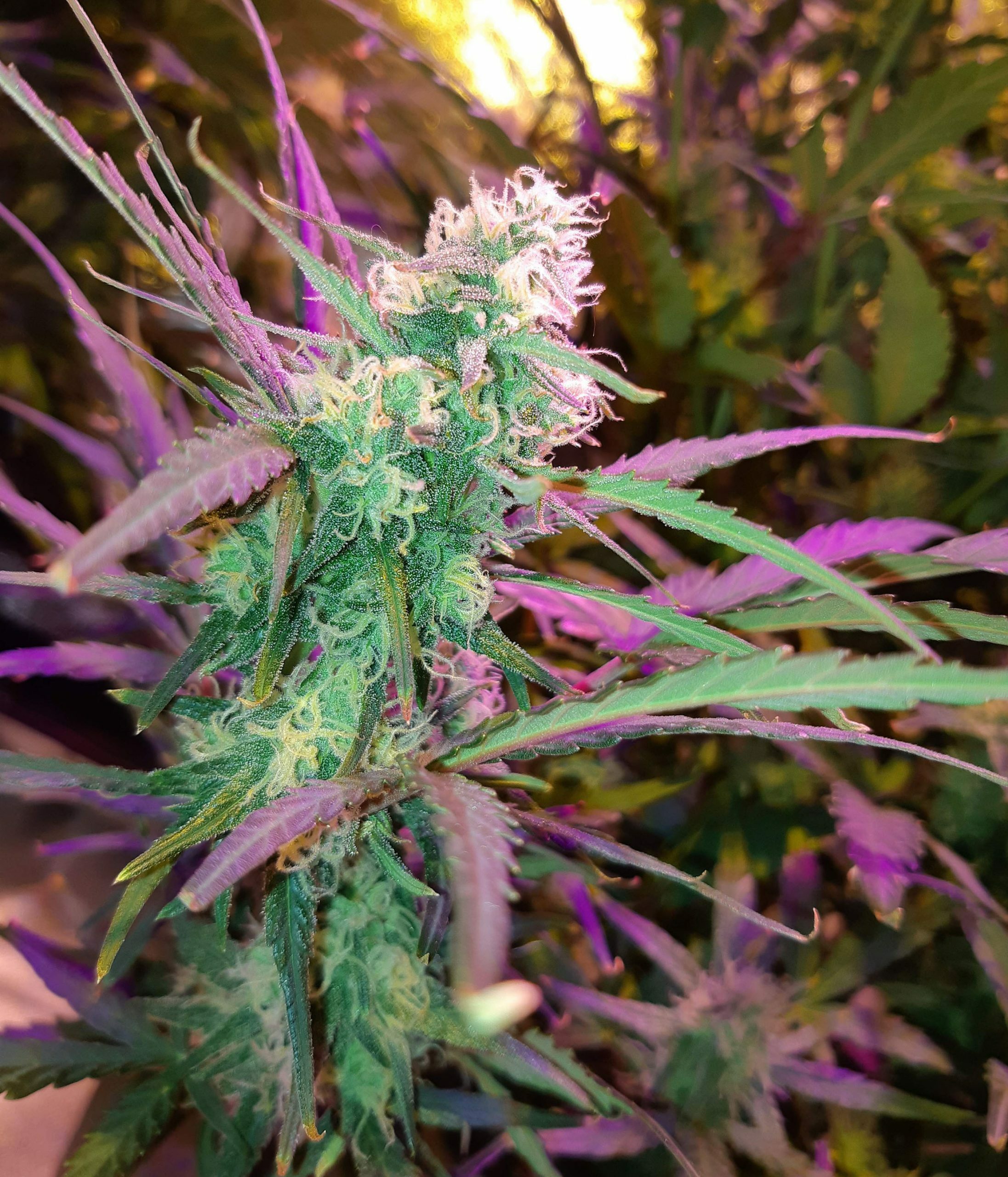 Female Seeds - Auto Kush (auto/fem.)