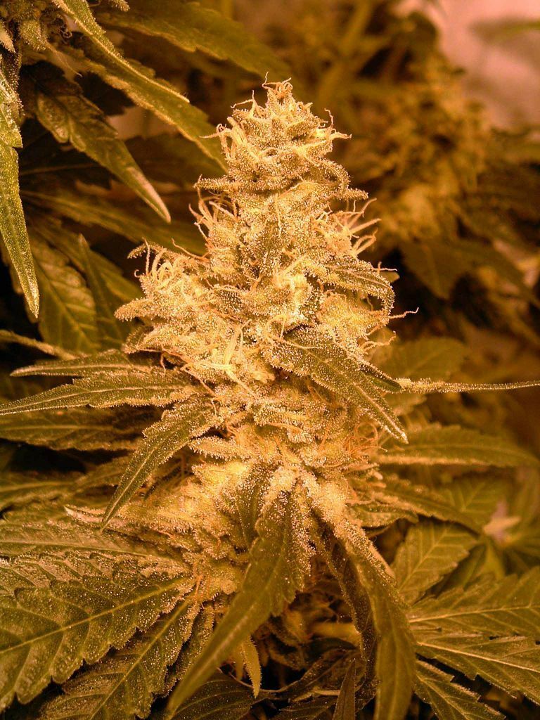 Female Seeds - Auto Kush (auto/fem.)
