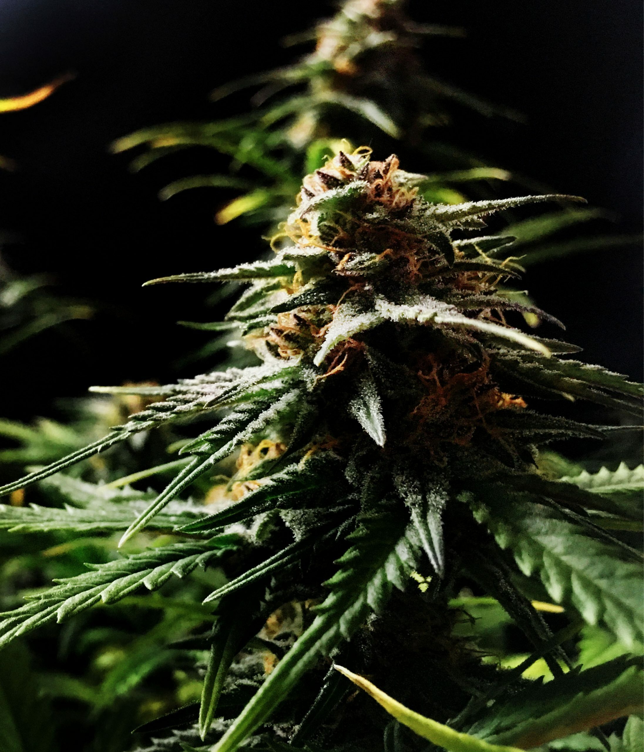 Female Seeds - Auto Speed Bud (auto/fem.)