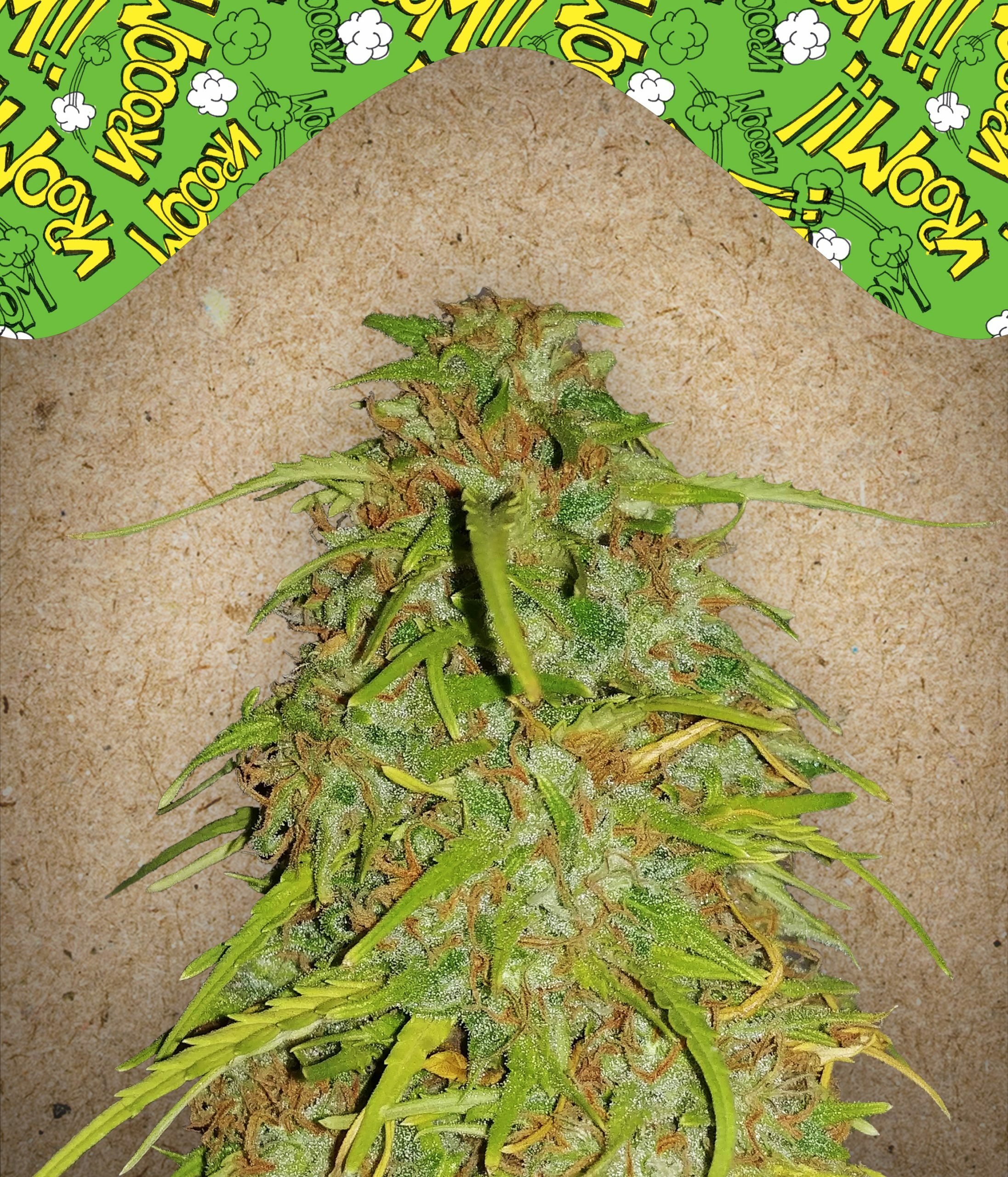 Female Seeds - Auto Speed Bud (auto/fem.)