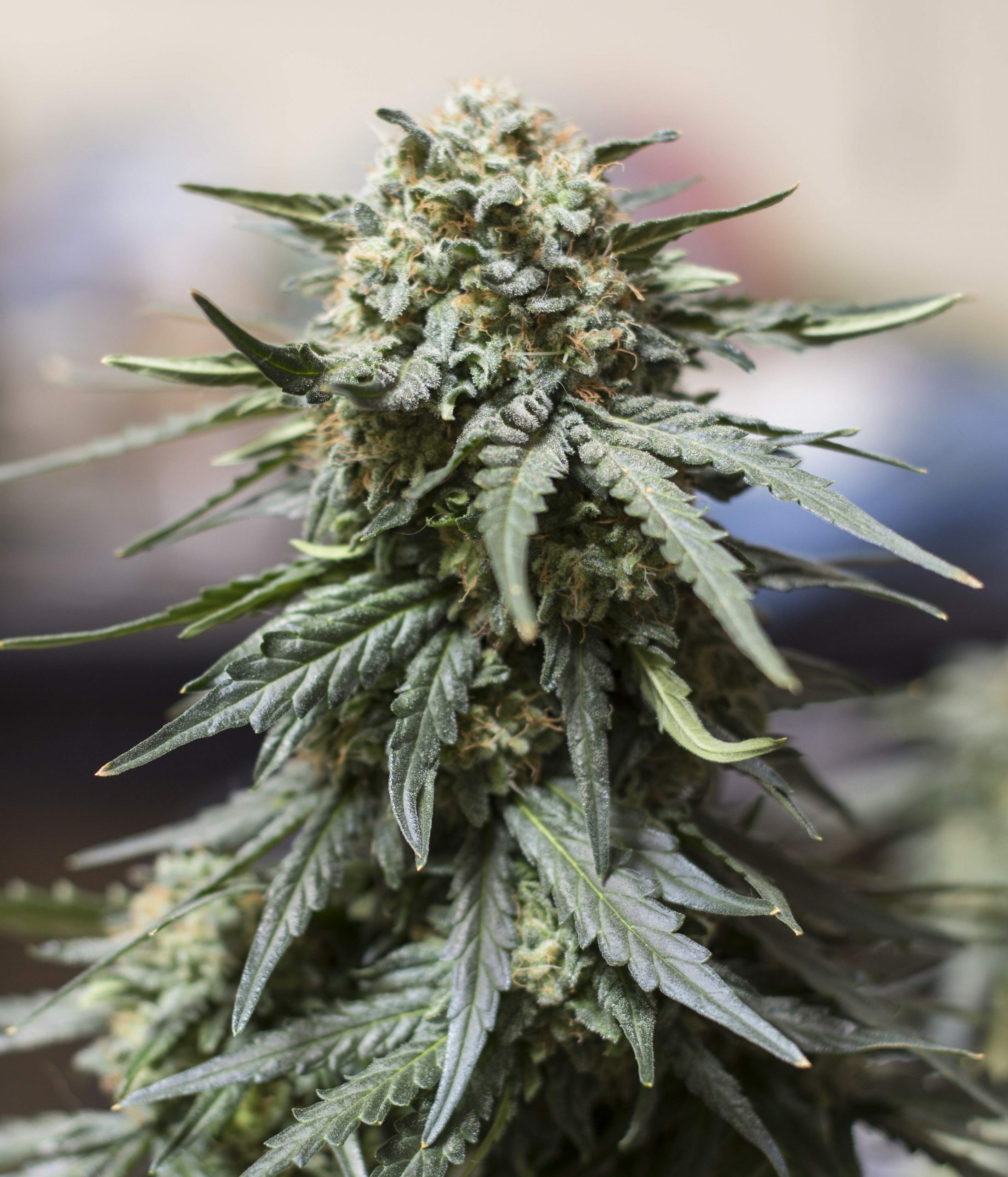 Female Seeds - Auto White Widow x Big Bud (auto/fem.)