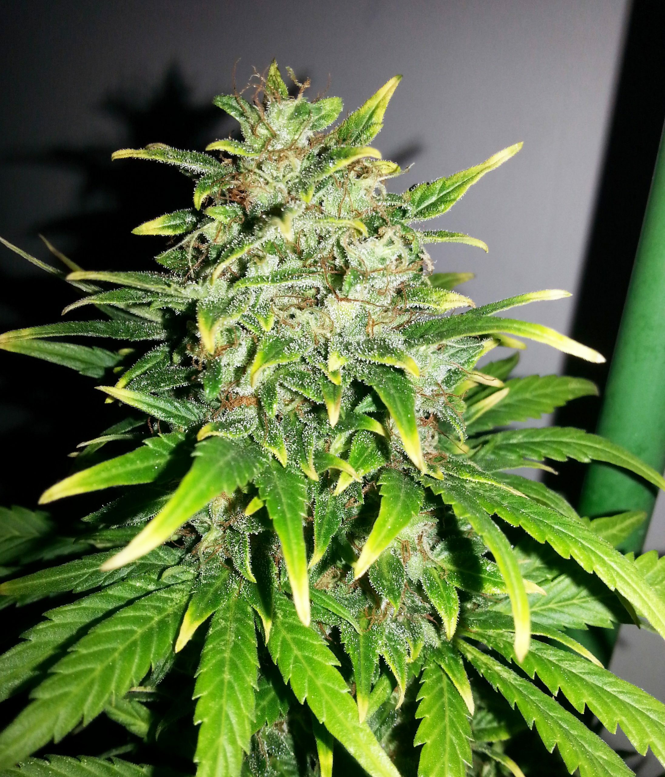 Female Seeds - Auto AK (auto/fem.)