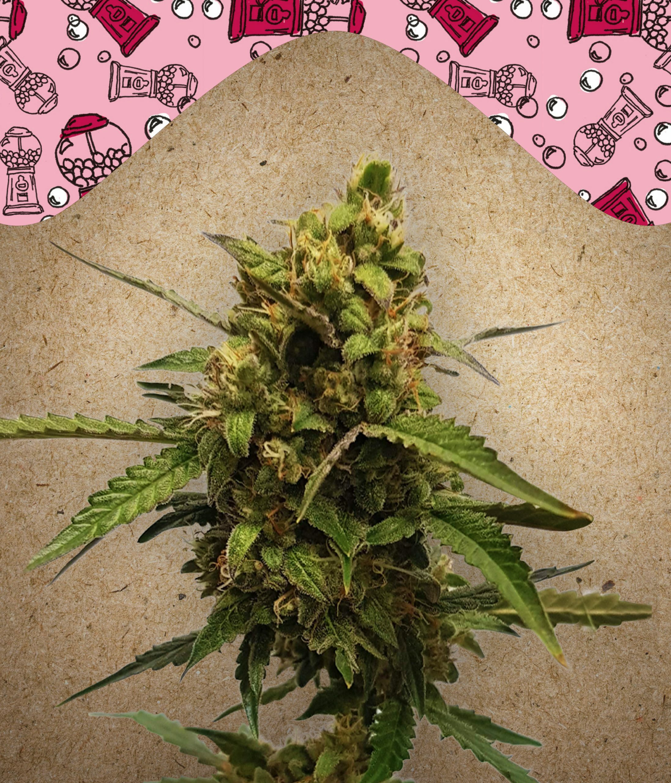 Female Seeds - Auto Bubble (auto/fem.)