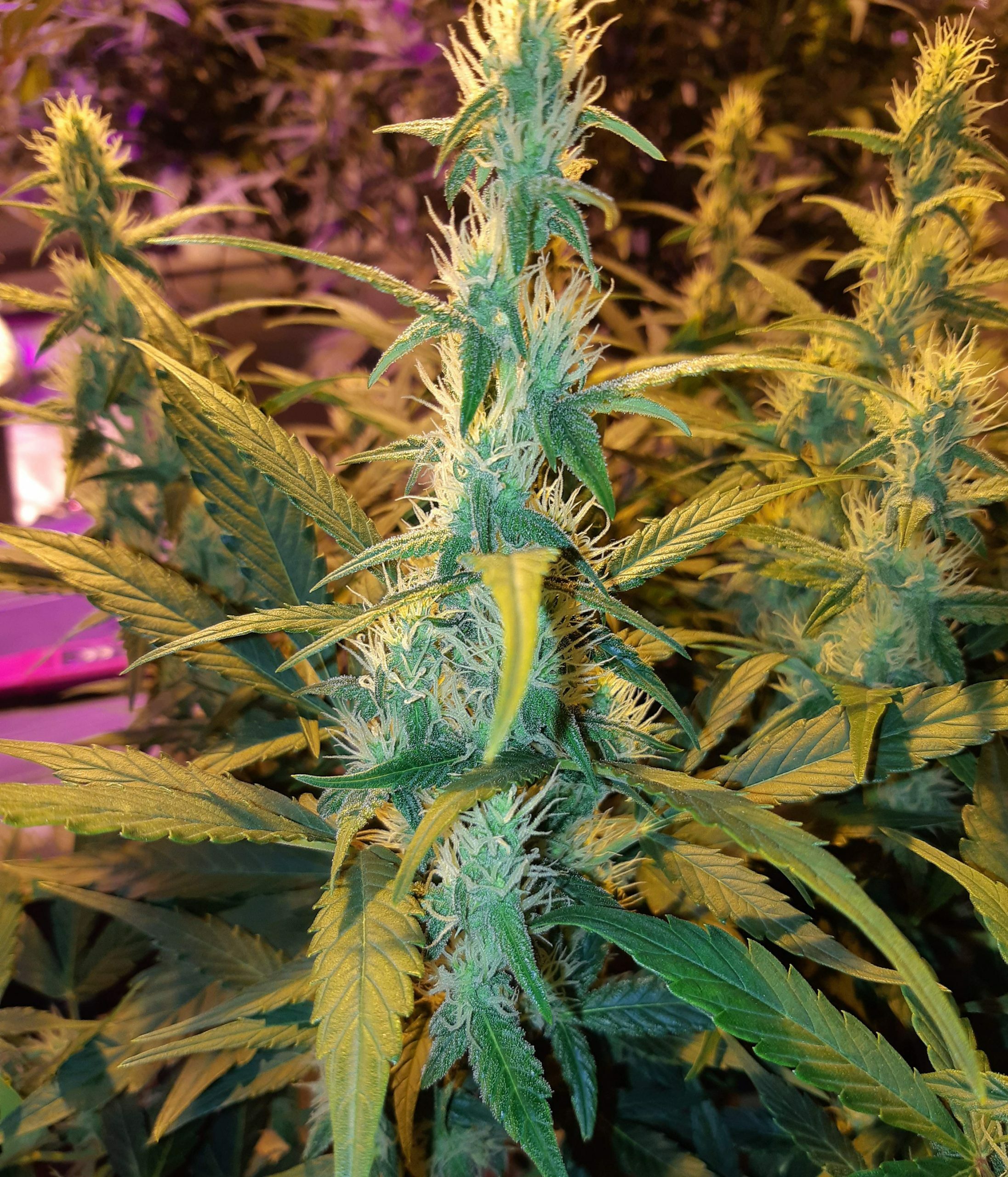 Female Seeds - Auto Kush (auto/fem.)