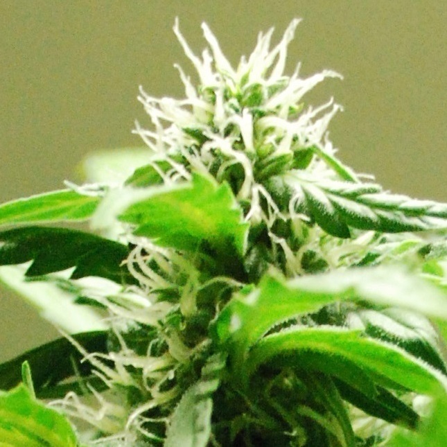 Female Seeds - Auto Speed Bud (auto/fem.)