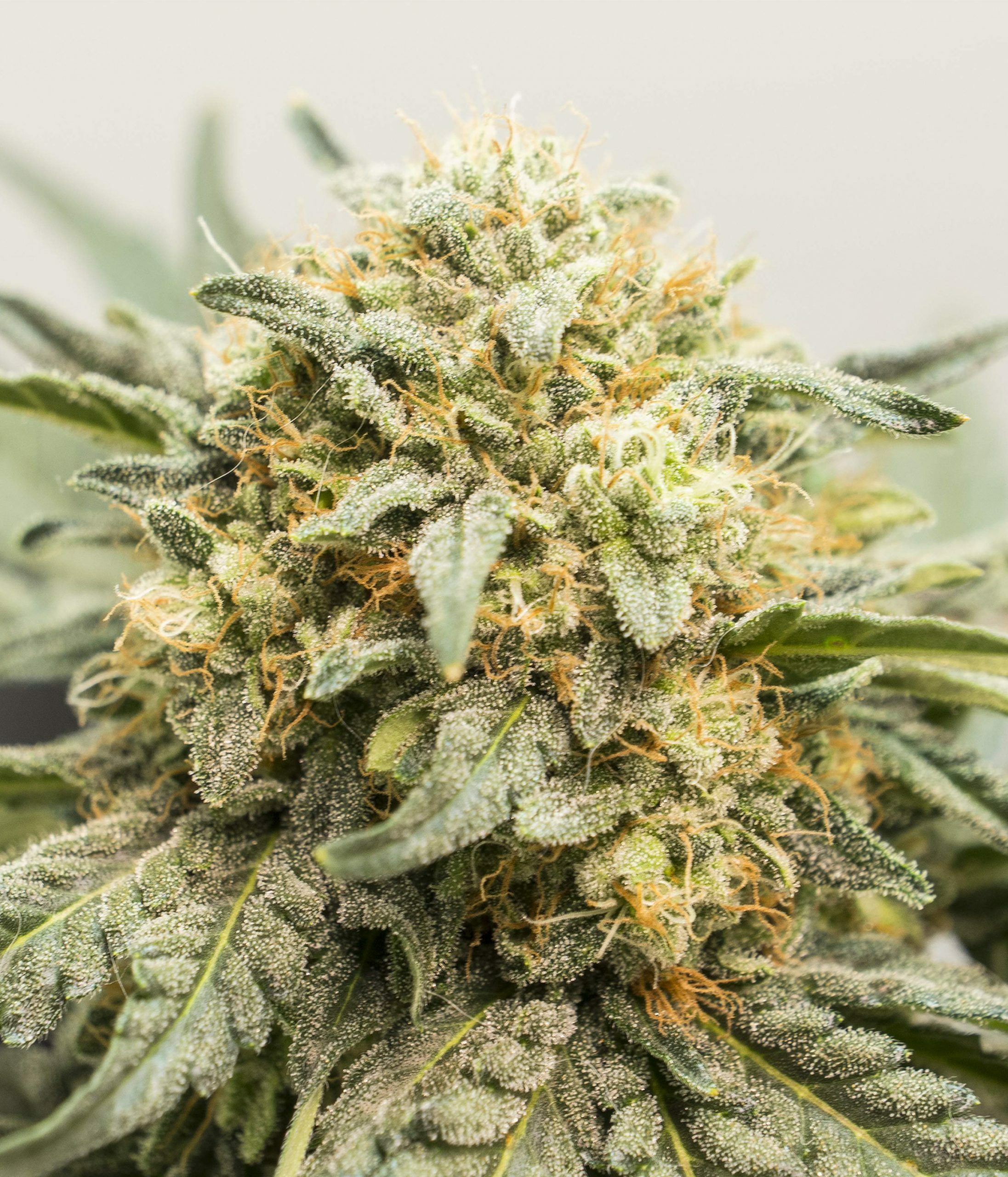 Female Seeds - Auto White Widow x Big Bud (auto/fem.)