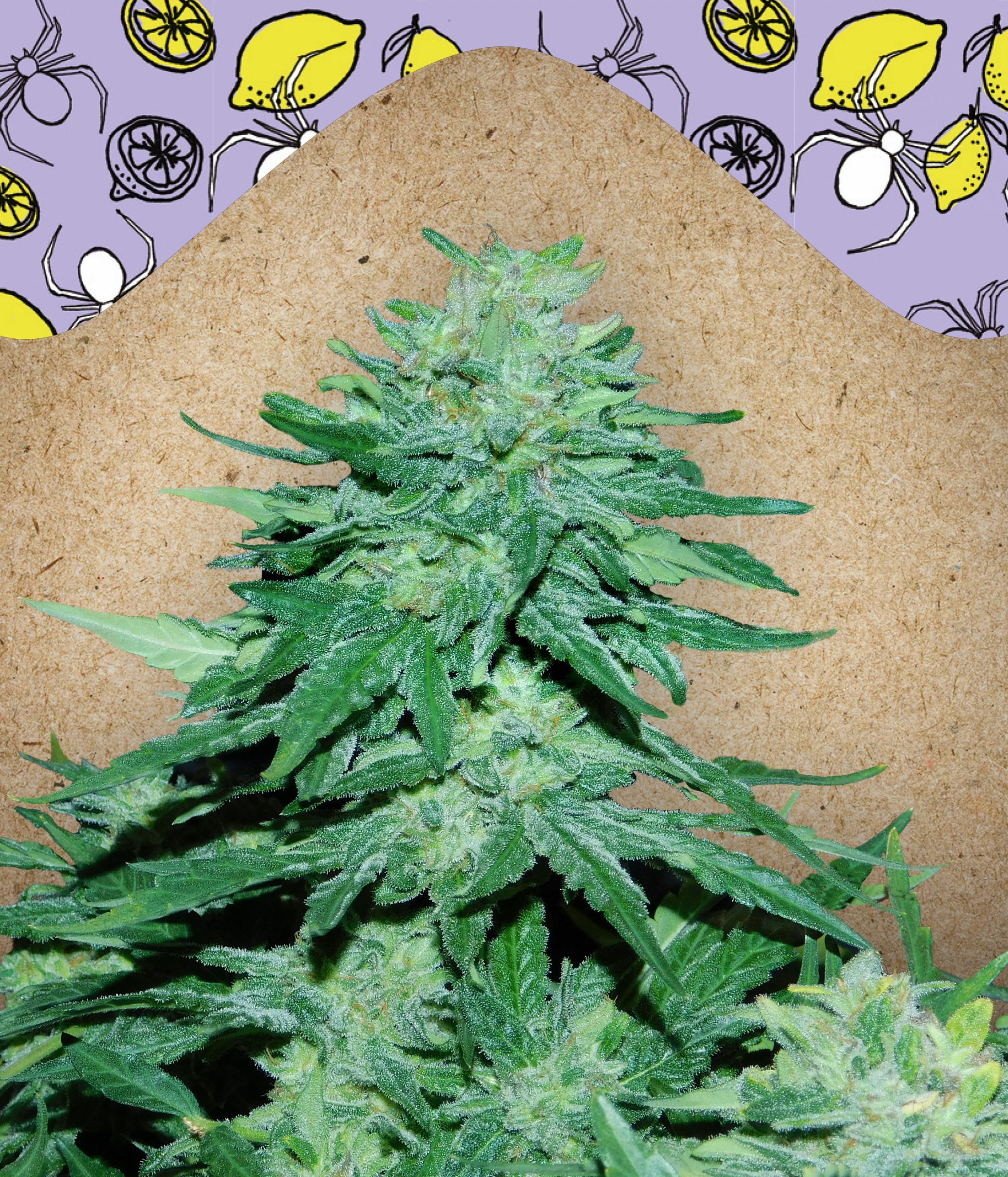 Female Seeds - Auto White Widow x Big Bud (auto/fem.)