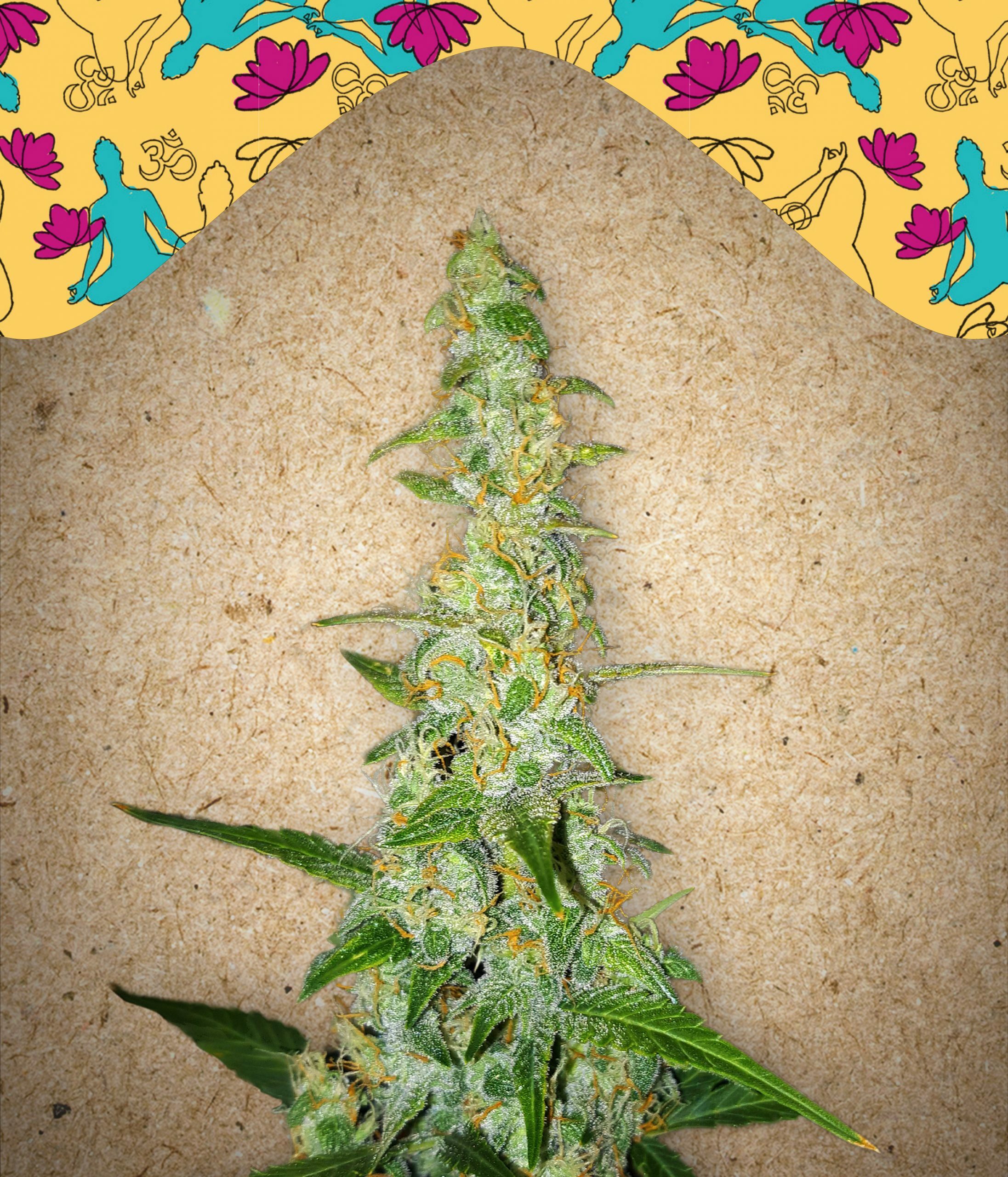 Female Seeds - Auto Kush (auto/fem.)