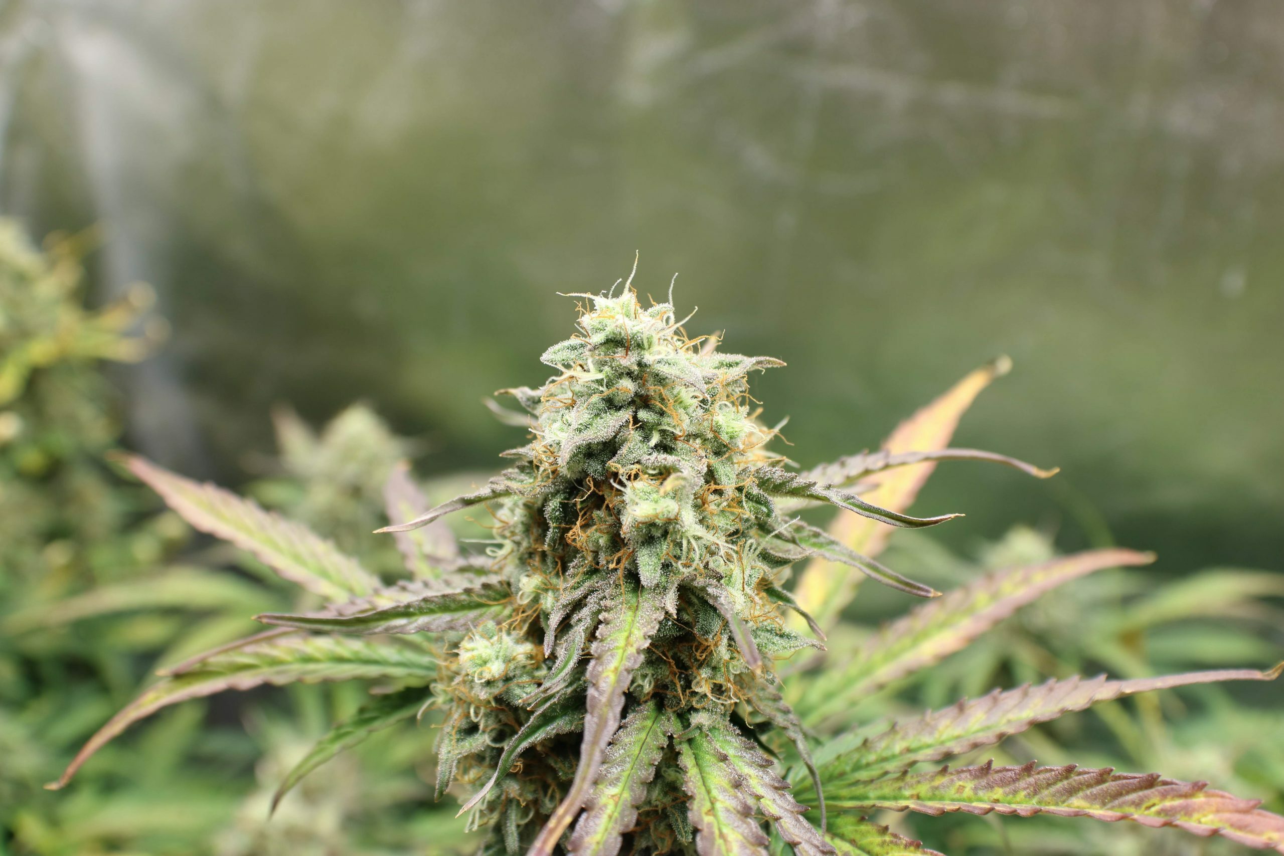 Female Seeds - Auto NL (Northern Lights) (auto/fem.)