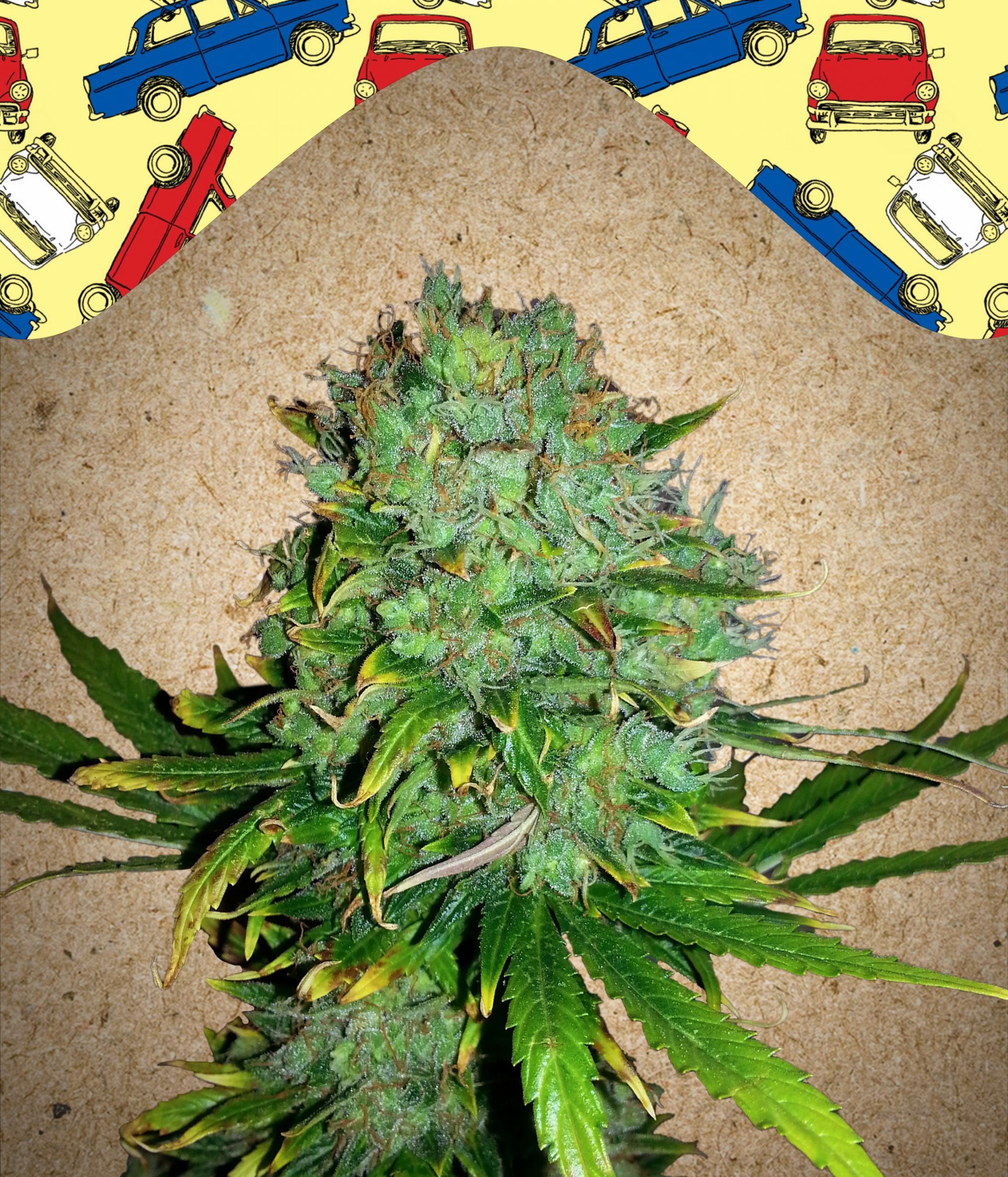 Female Seeds - Auto NL (Northern Lights) (auto/fem.)