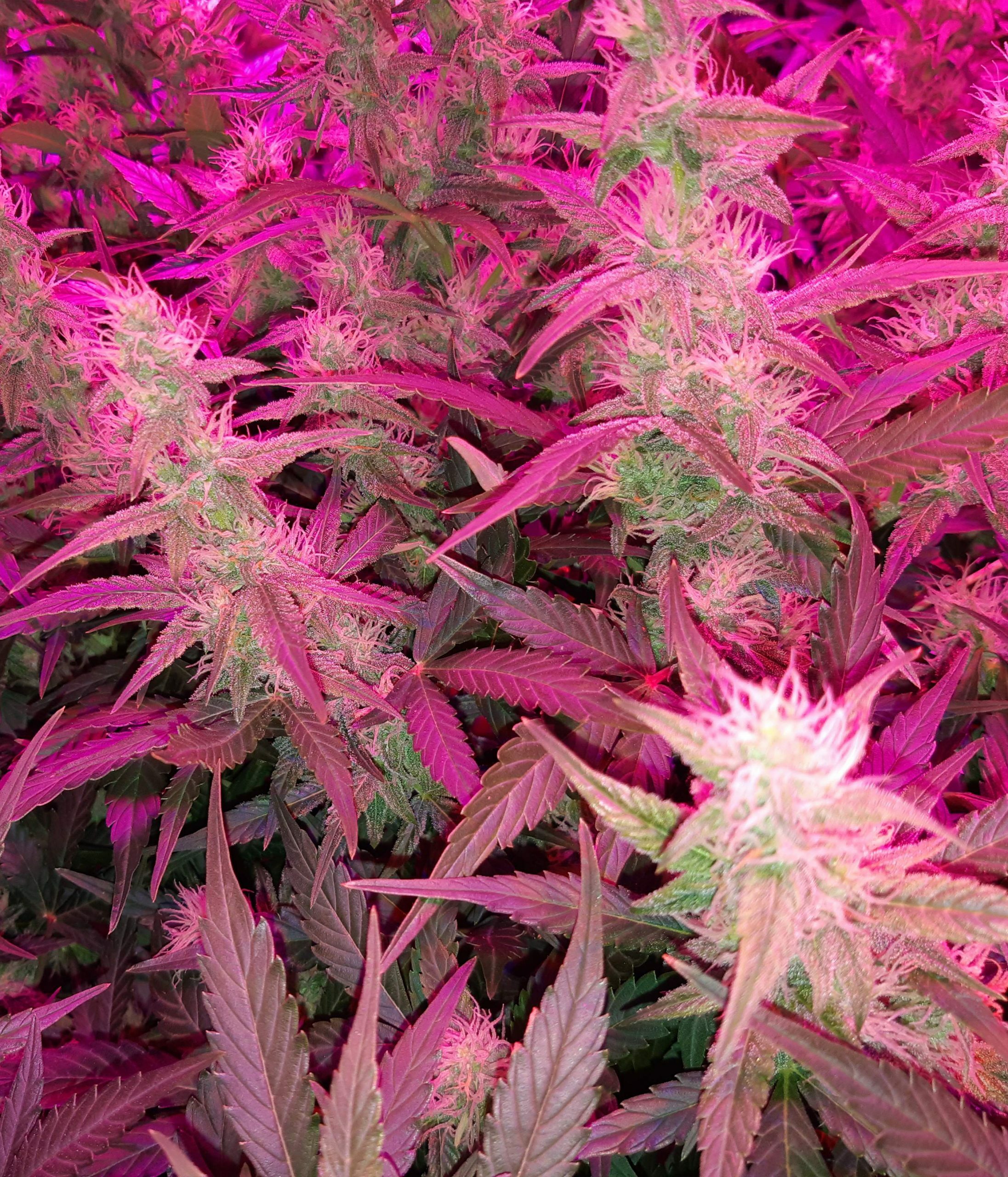 Female Seeds - Auto Kush (auto/fem.)