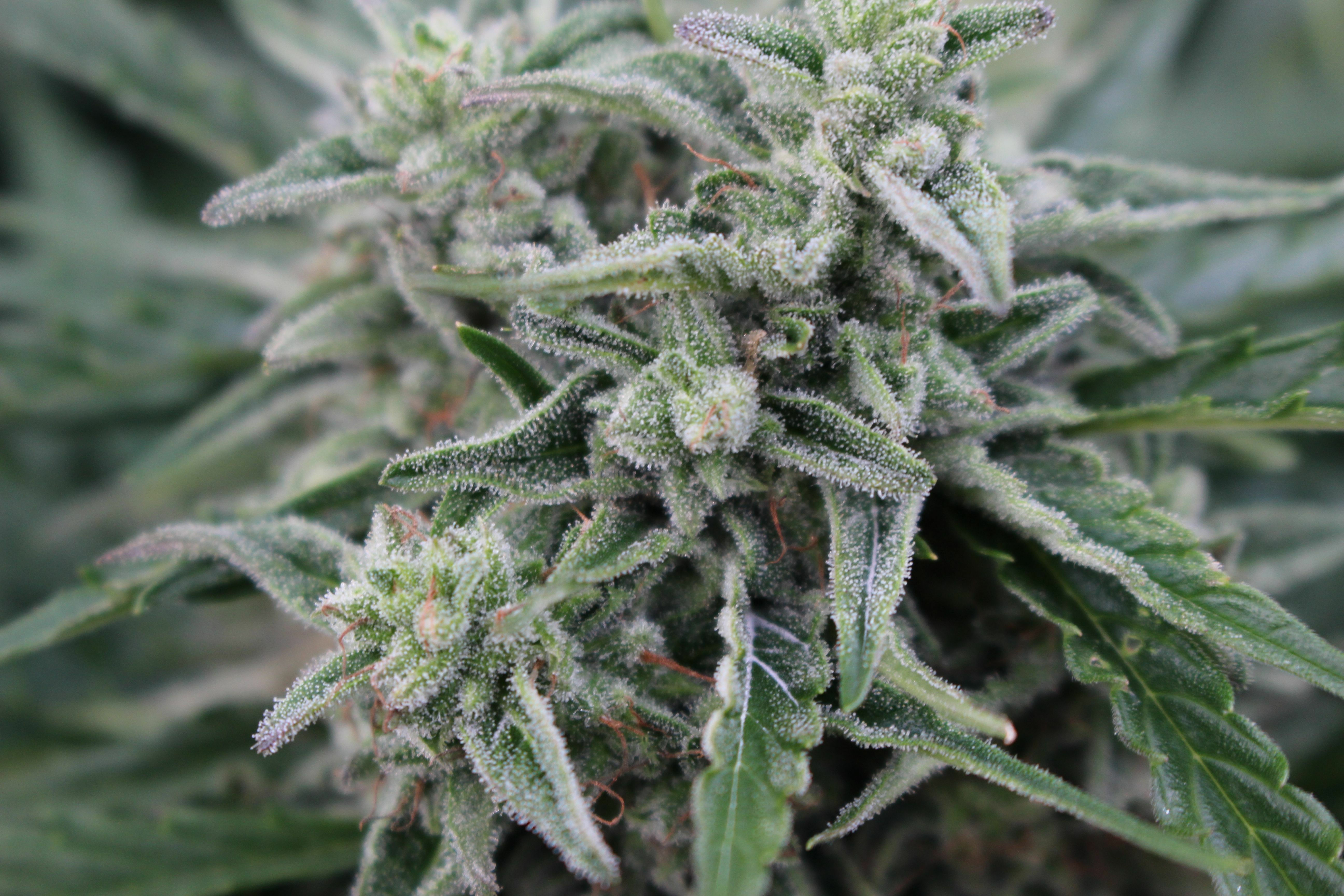 Female Seeds - Auto NL (Northern Lights) (auto/fem.)