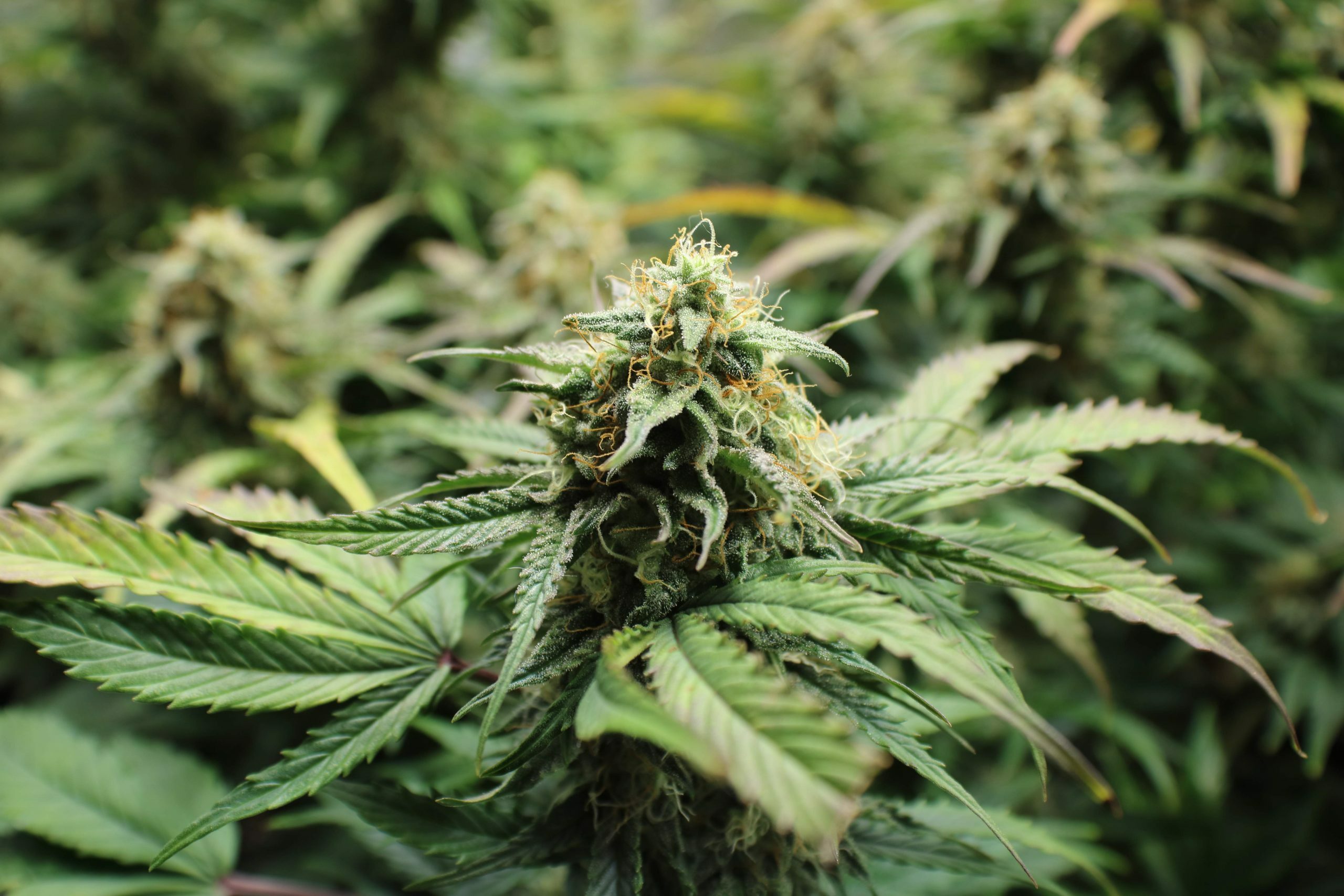 Female Seeds - Auto NL (Northern Lights) (auto/fem.)