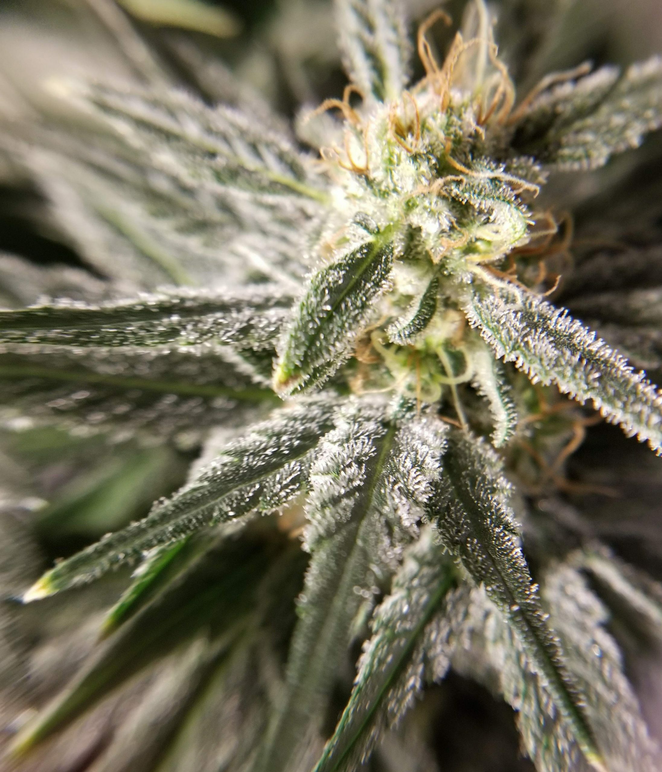 Female Seeds - Auto White Widow x Big Bud (auto/fem.)