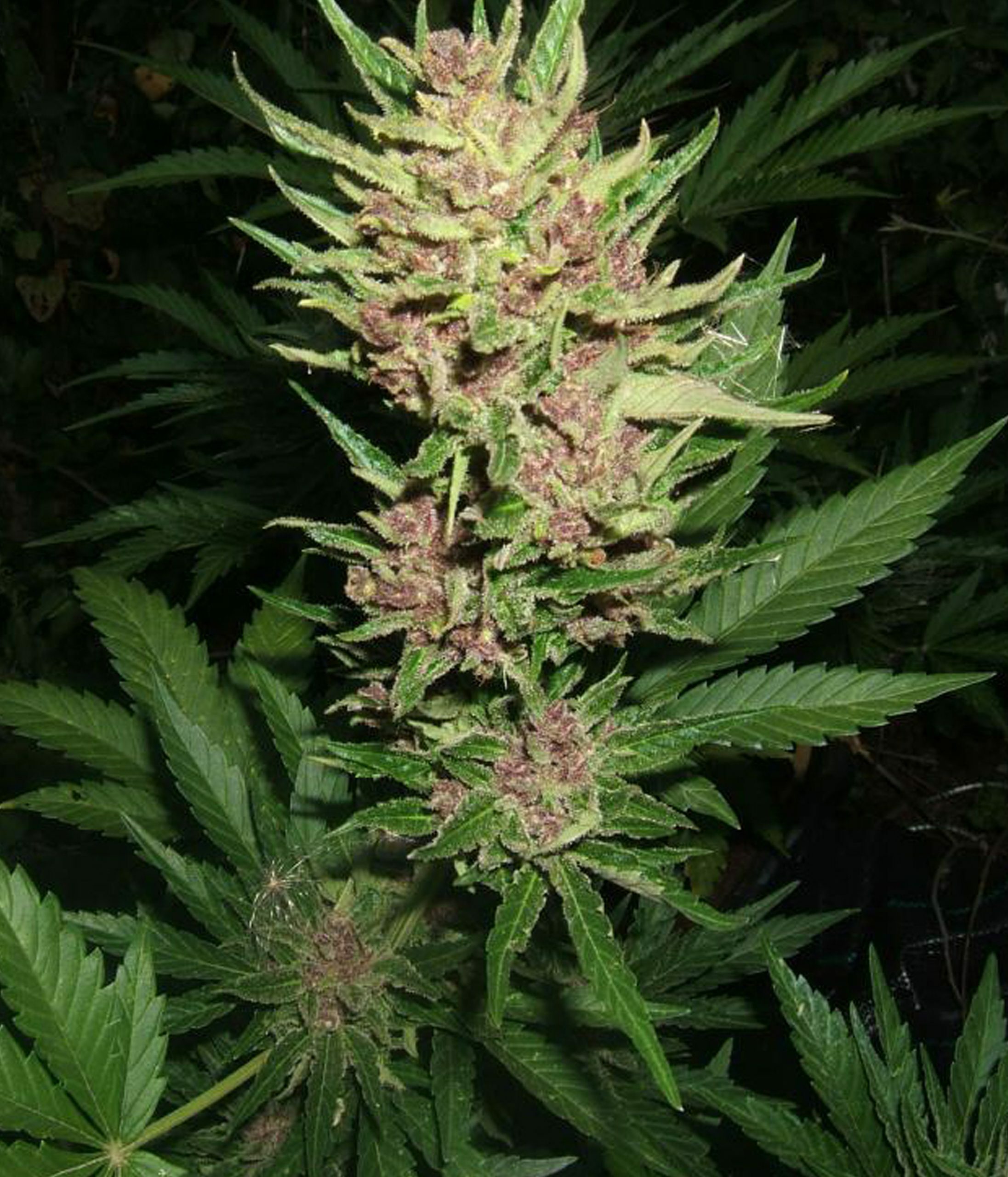 Female Seeds - Auto Gelato (auto/fem.)