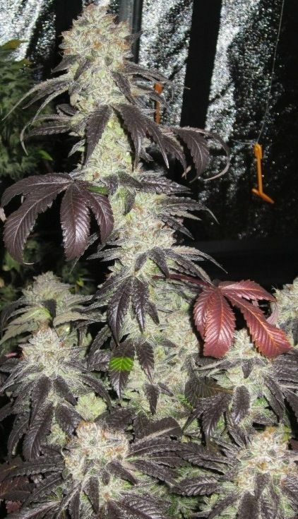 The Cali Connection - Black Kush (fem.) 🇺🇸