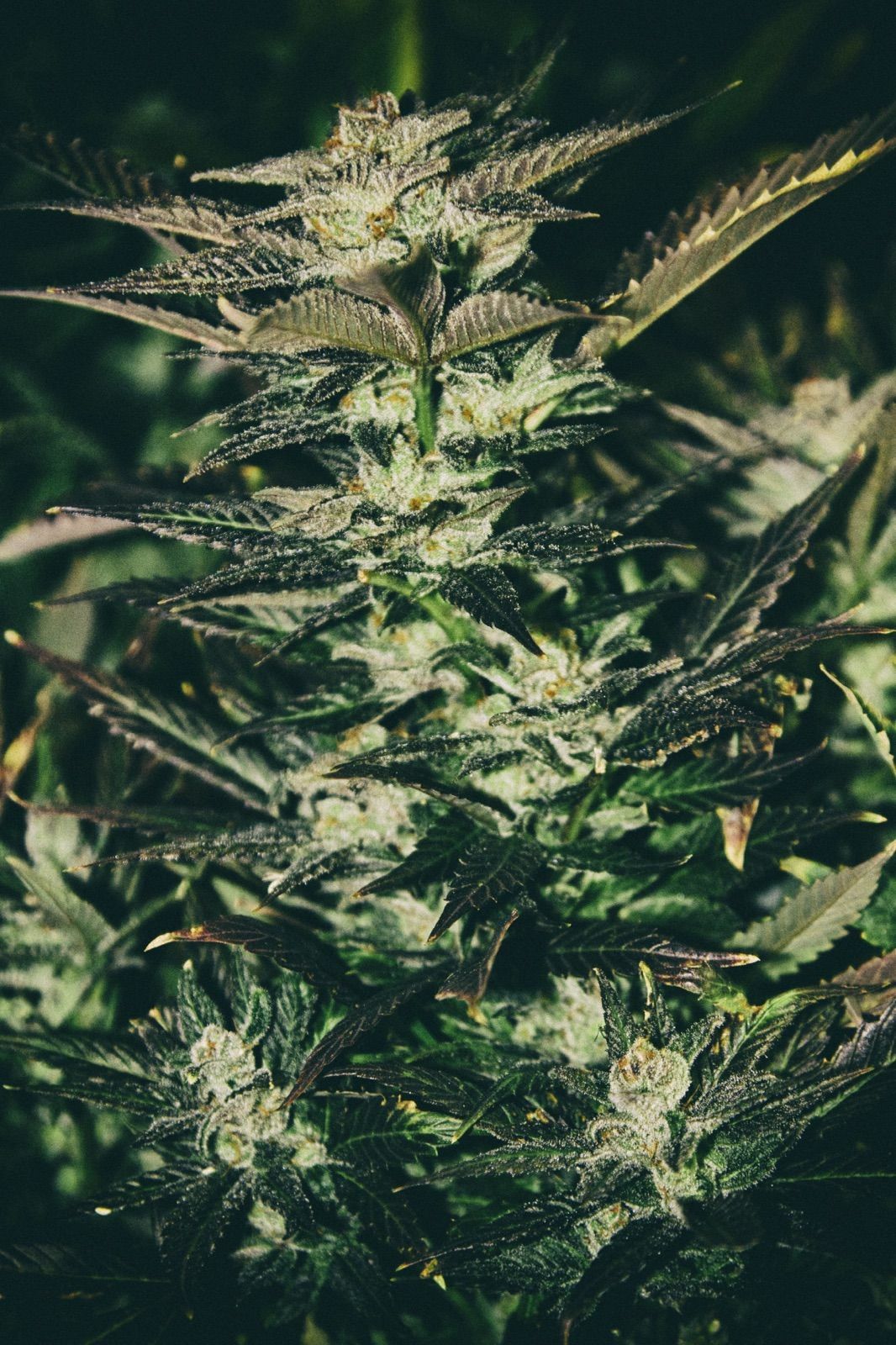 The Cali Connection - Jupiter OG Kush (fem.) 🇺🇸