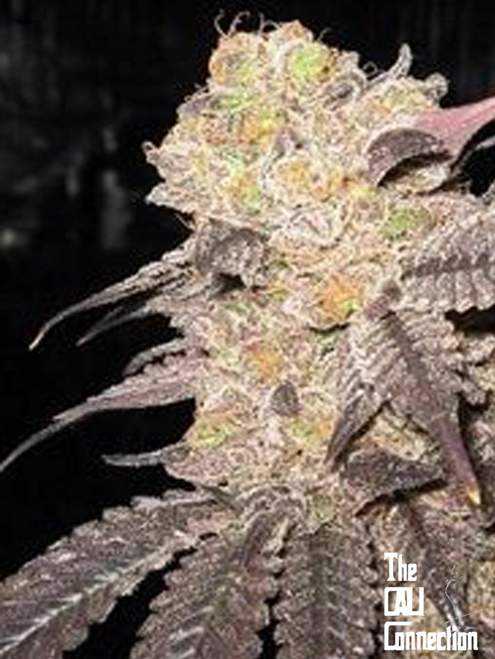 The Cali Connection - Purple Diesel (fem.) 🇺🇸