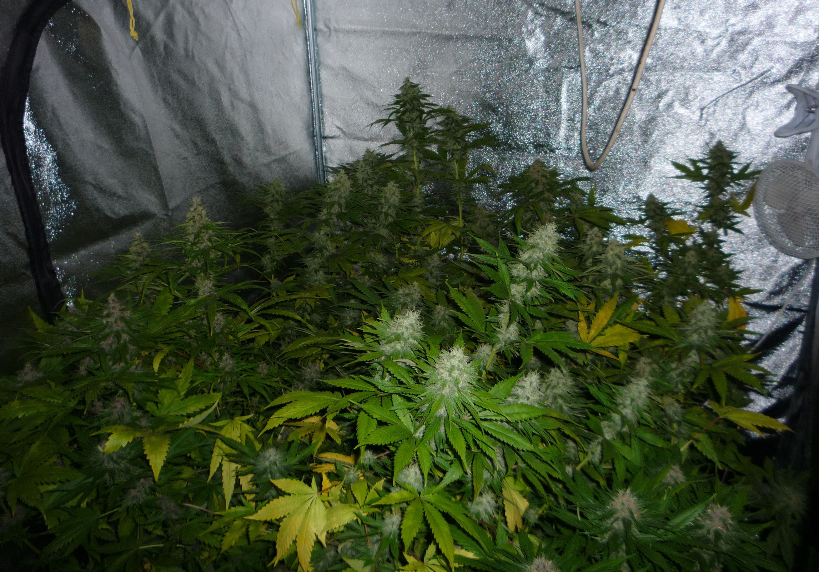 Original Sensible Seeds - Skunk Afghani (fem.)