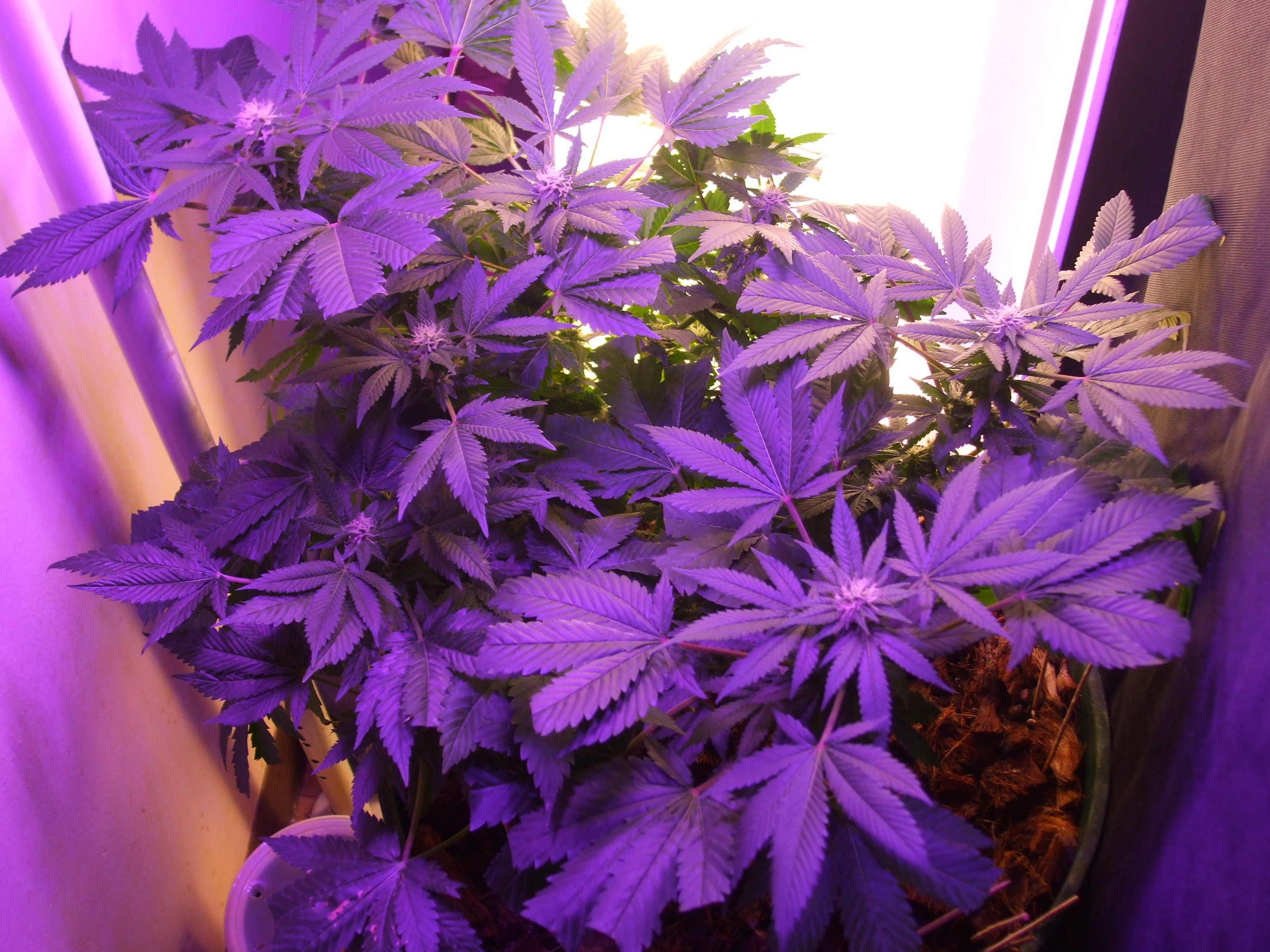 Original Sensible Seeds - Sweet Kush (fem.)