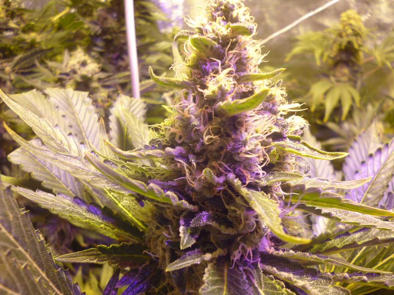 Original Sensible Seeds - Sweet Kush (fem.)