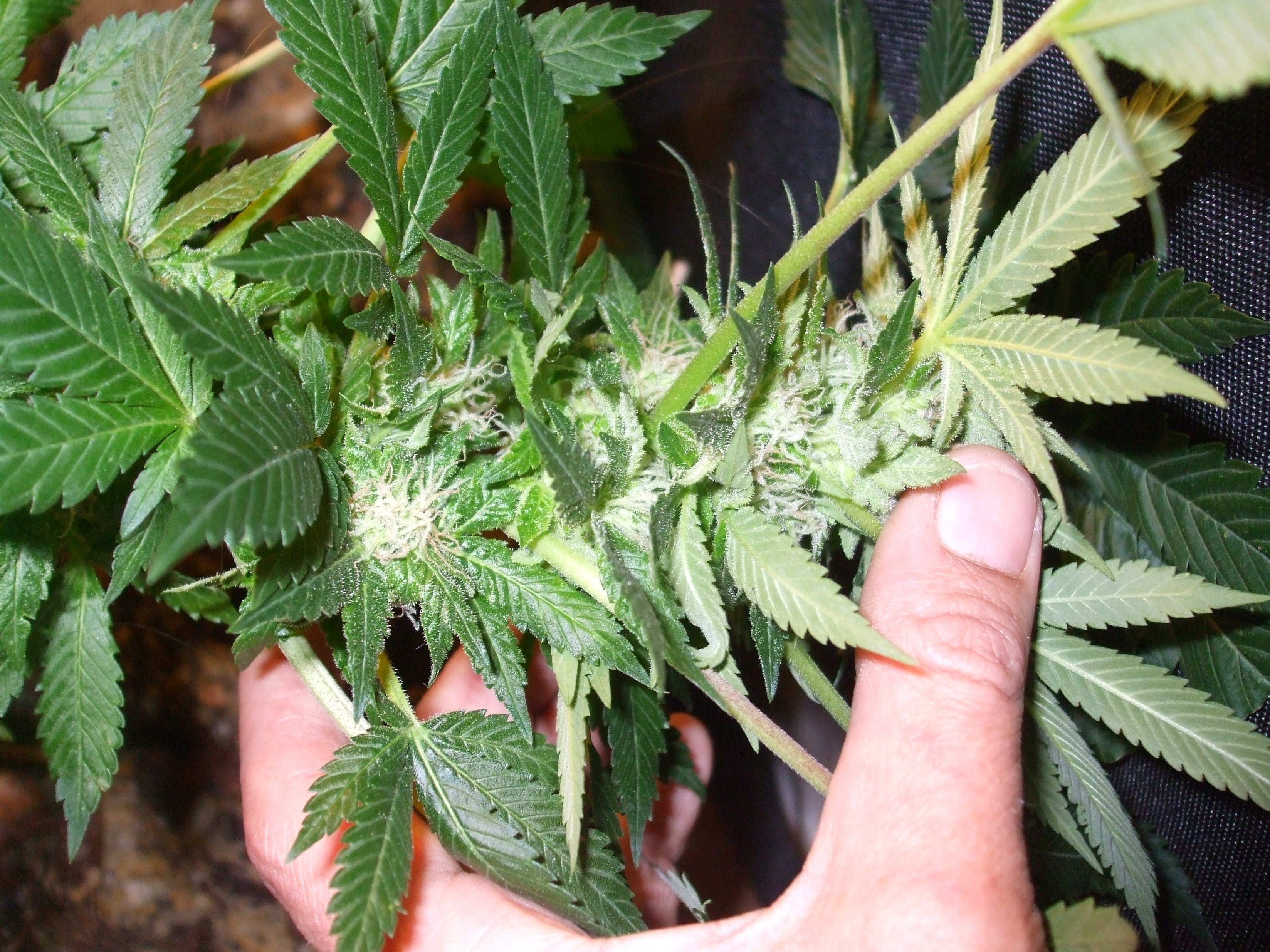 Original Sensible Seeds - Sweet Kush (fem.)